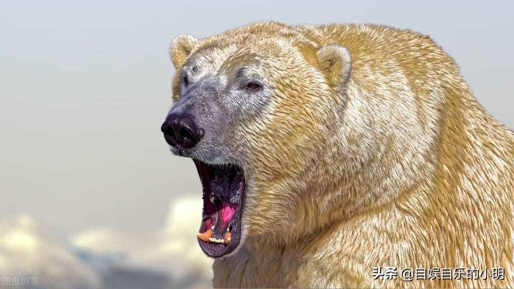 黑色皮肤的北极熊是唯一会积极捕猎人类的哺乳动物