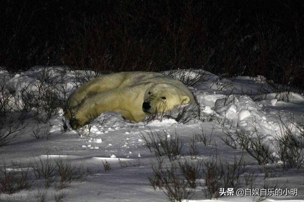 黑色皮肤的北极熊是唯一会积极捕猎人类的哺乳动物