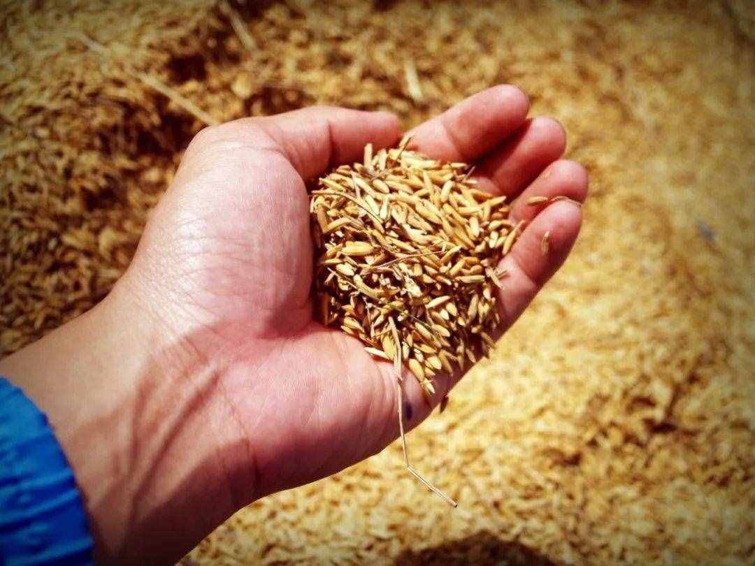 只吃大米你就亏了！黑米、糙米、小米……一个比一个营养