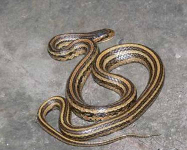 地下车库爬进蛇怎么办，常见蛇类区分与应对