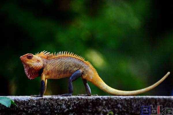 Sbike动植物百科：最受欢迎的十大宠物蜥蜴，爬宠中的人气王