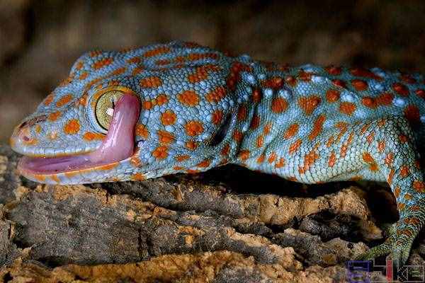 Sbike动植物百科：最受欢迎的十大宠物蜥蜴，爬宠中的人气王