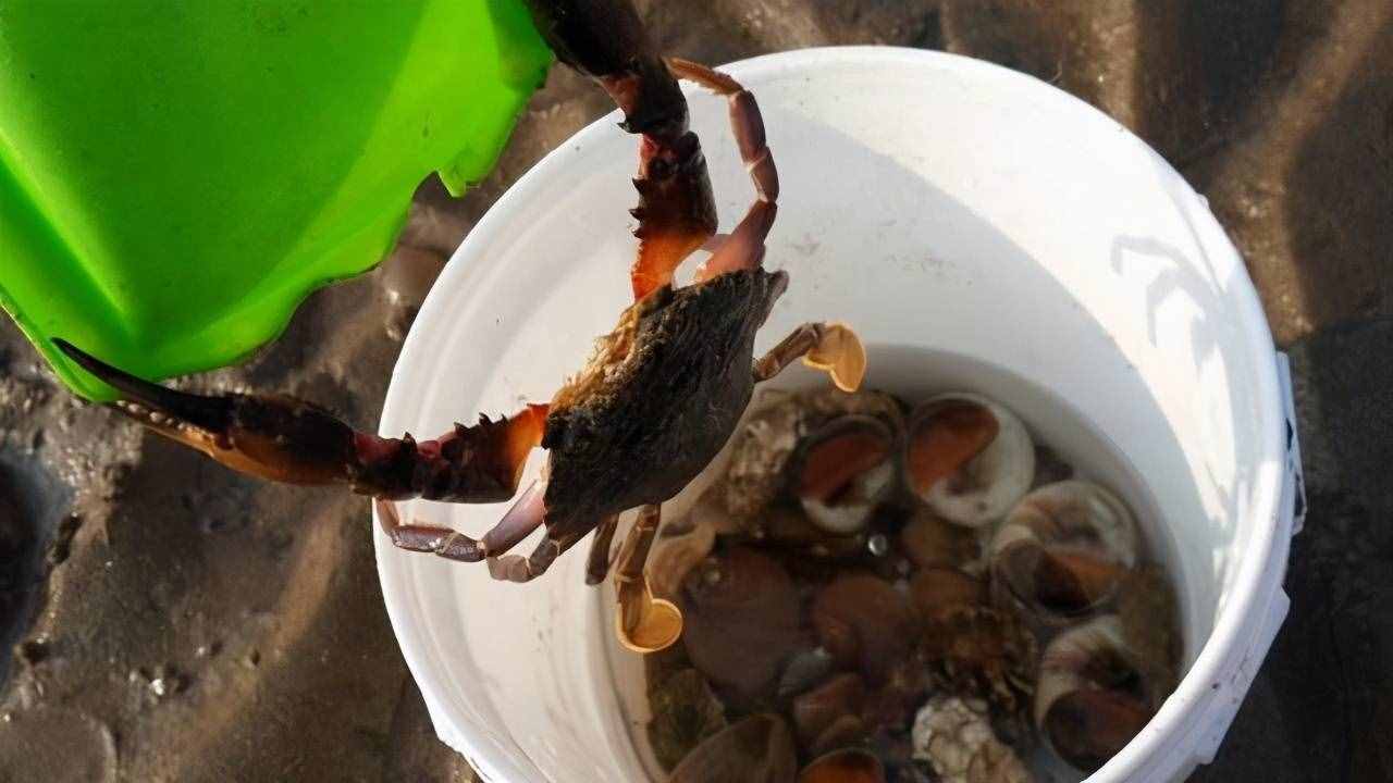 家里买了螃蟹，一时吃不完，用这2种方法保鲜会更久