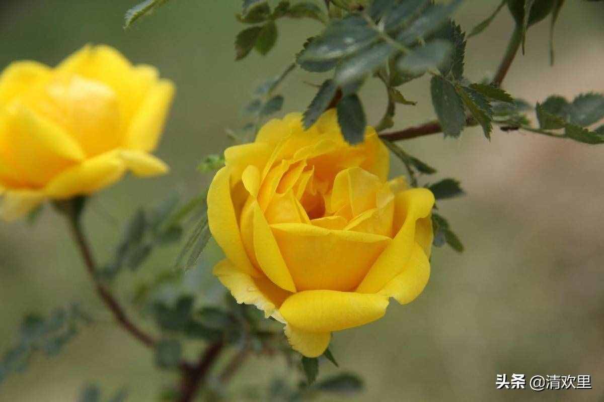 带刺的玫瑰不会羞答答的开 玫瑰花送几朵代表什么 玫瑰花怎么养
