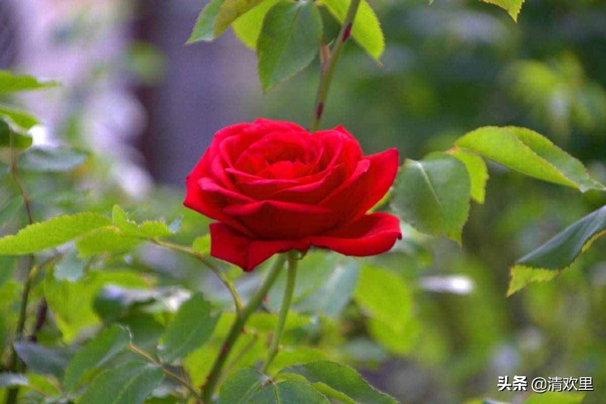 带刺的玫瑰不会羞答答的开 玫瑰花送几朵代表什么 玫瑰花怎么养