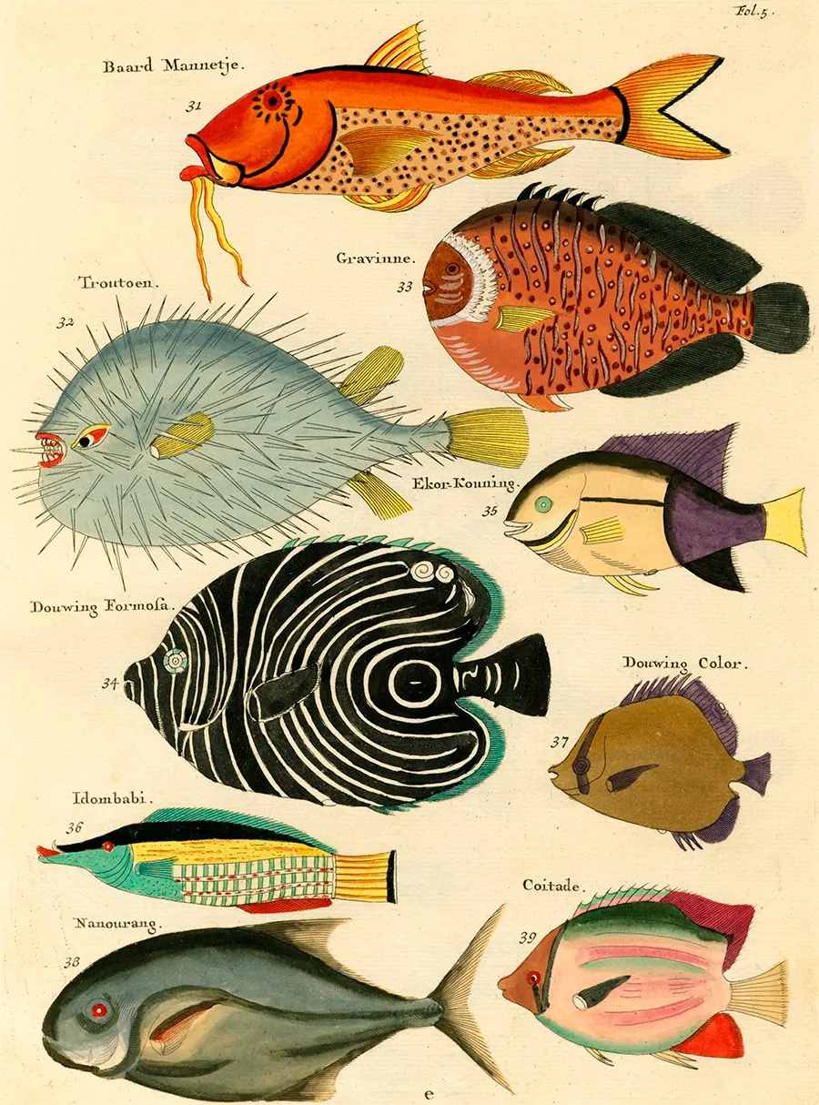世界上第一本彩色海洋生物百科全书，竟然如此迷幻