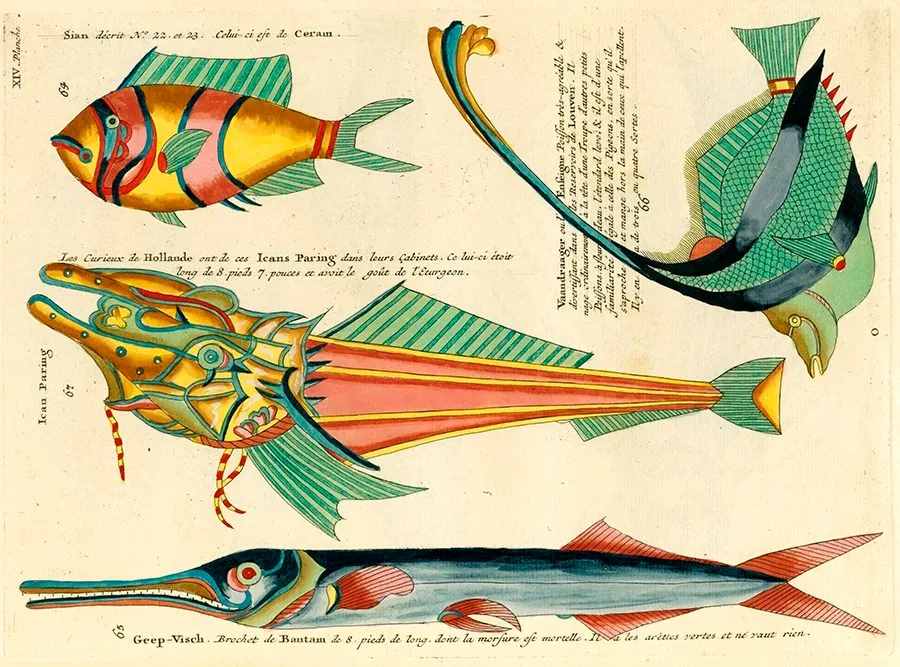 世界上第一本彩色海洋生物百科全书，竟然如此迷幻