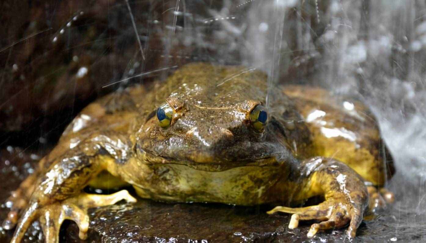 地球上最大的青蛙，会有意识地给后代们筑巢，并且加以保护