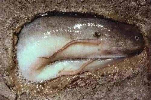 非洲肺鱼的“哭泣”：深藏地下5年不吃不喝，却被挖到濒临灭绝