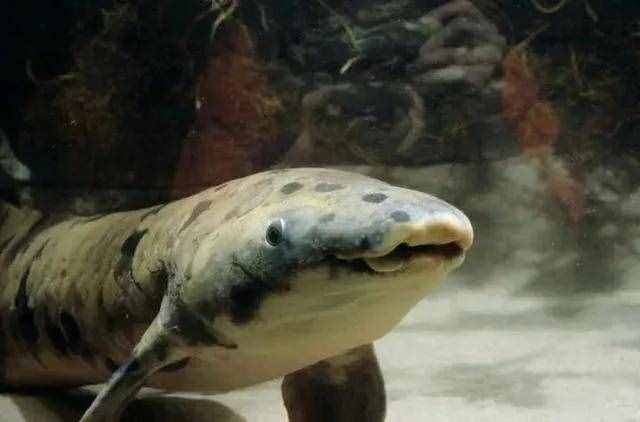 非洲肺鱼的“哭泣”：深藏地下5年不吃不喝，却被挖到濒临灭绝