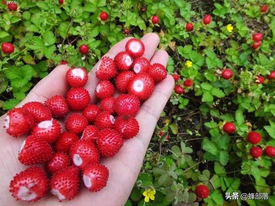 与蛇有关？草莓的缩小版，外表鲜艳可口，有毒不能吃？