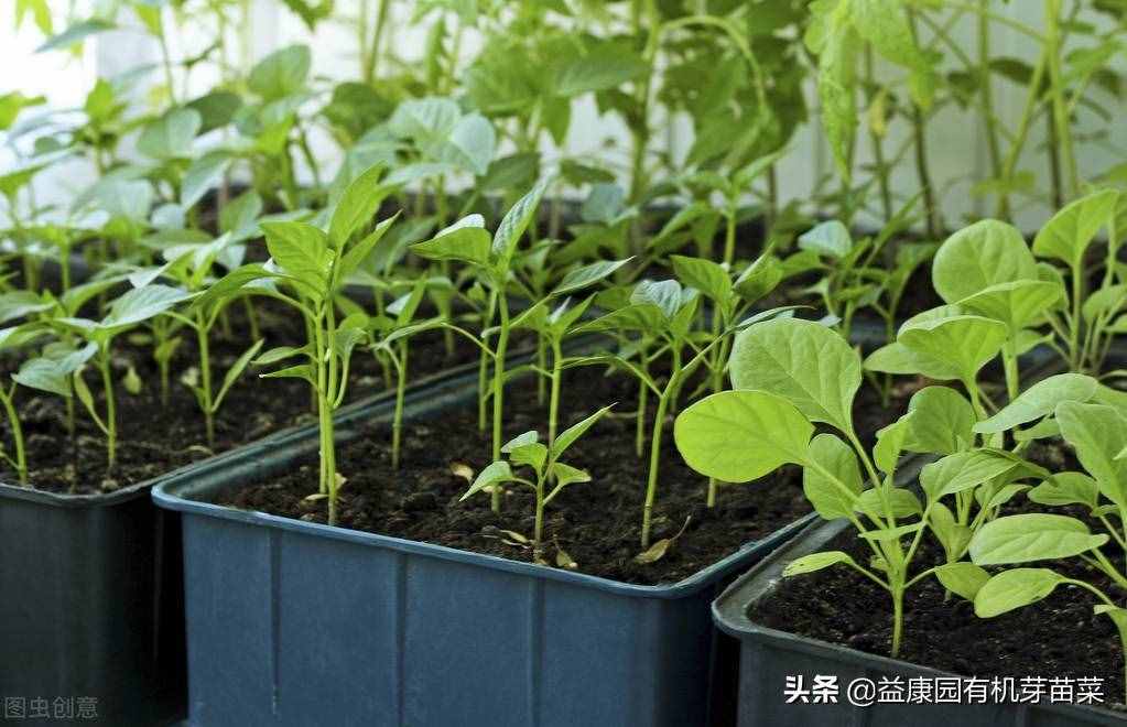 如何在家种植芽苗菜