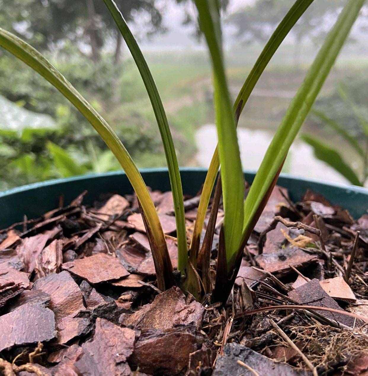 兰花换粗植料以后，叶片一直发黄，是退草还是腐苗没救了？