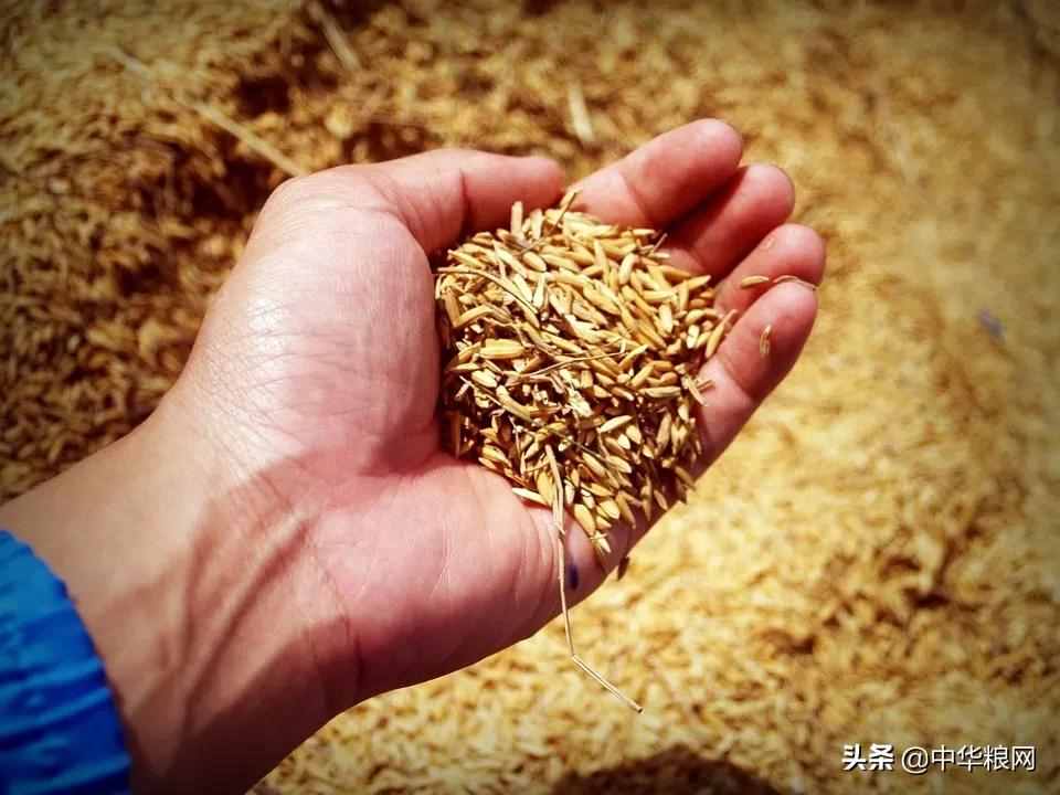 「知识篇」稻谷能够加工成多少种原米制品？都有哪些营养价值呢？