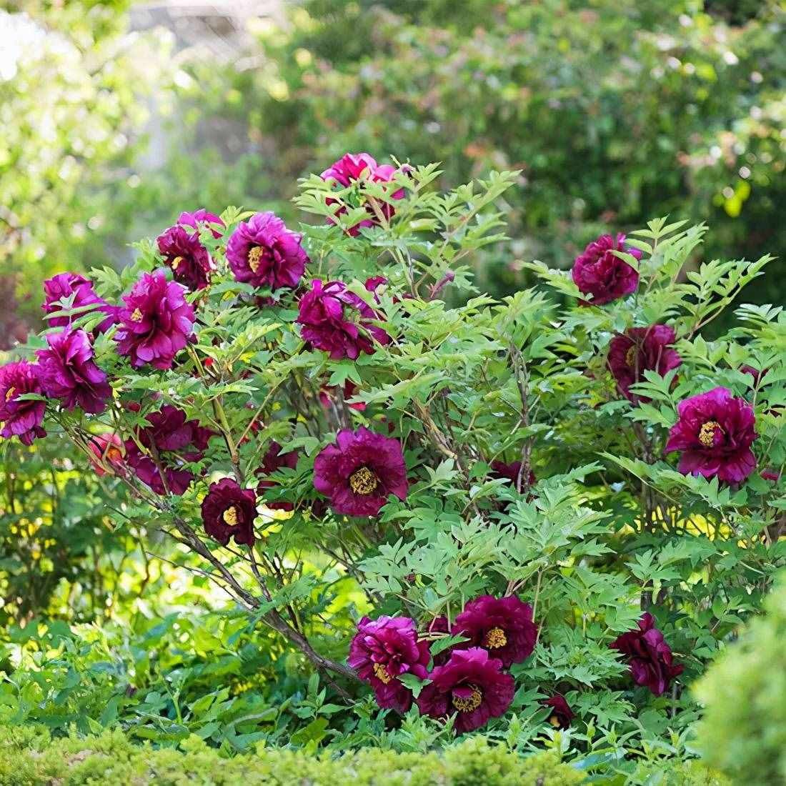 国色天香牡丹花，花中之王