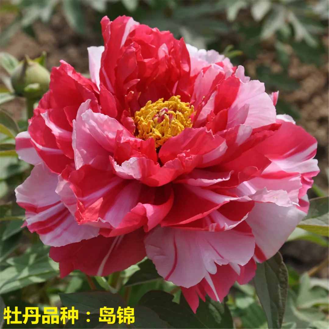 国色天香牡丹花，花中之王