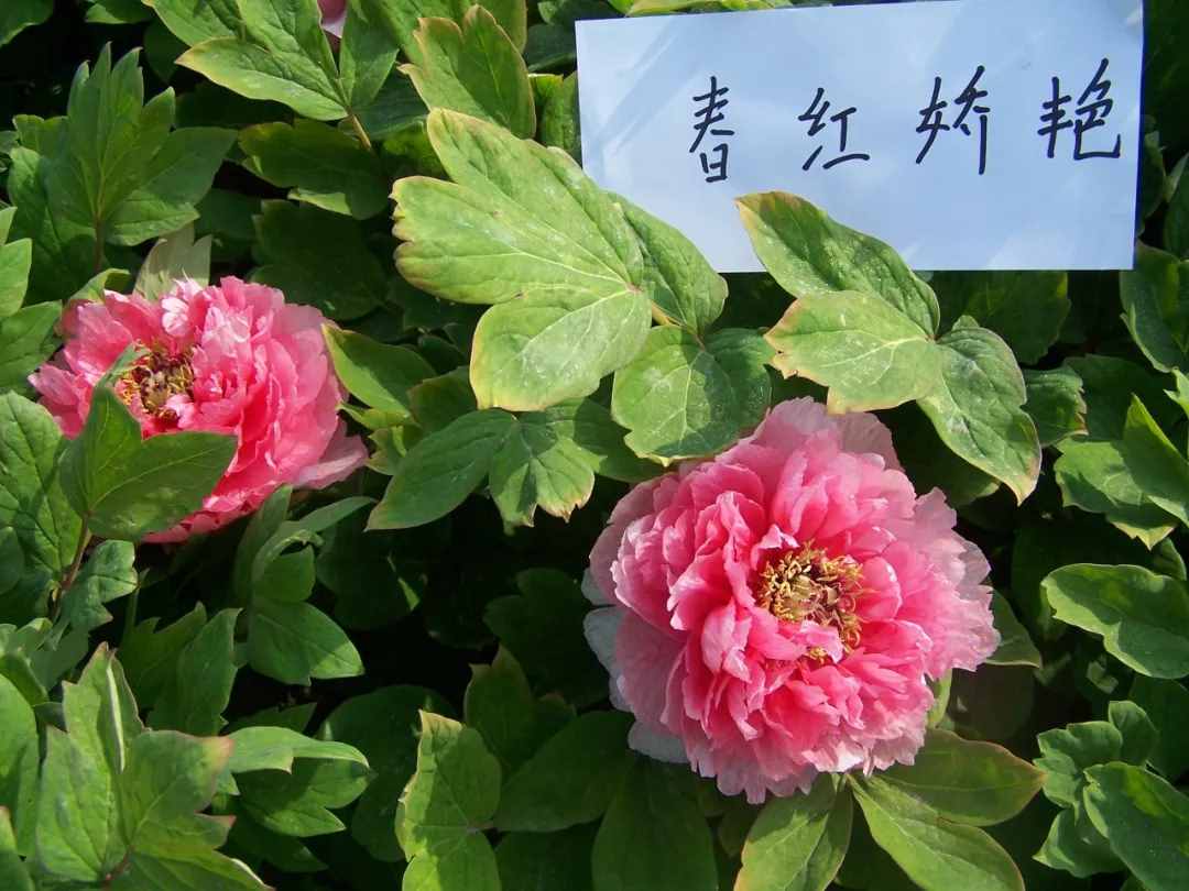 国色天香牡丹花，花中之王