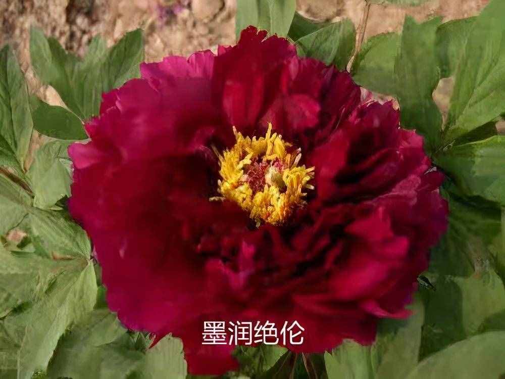 国色天香牡丹花，花中之王