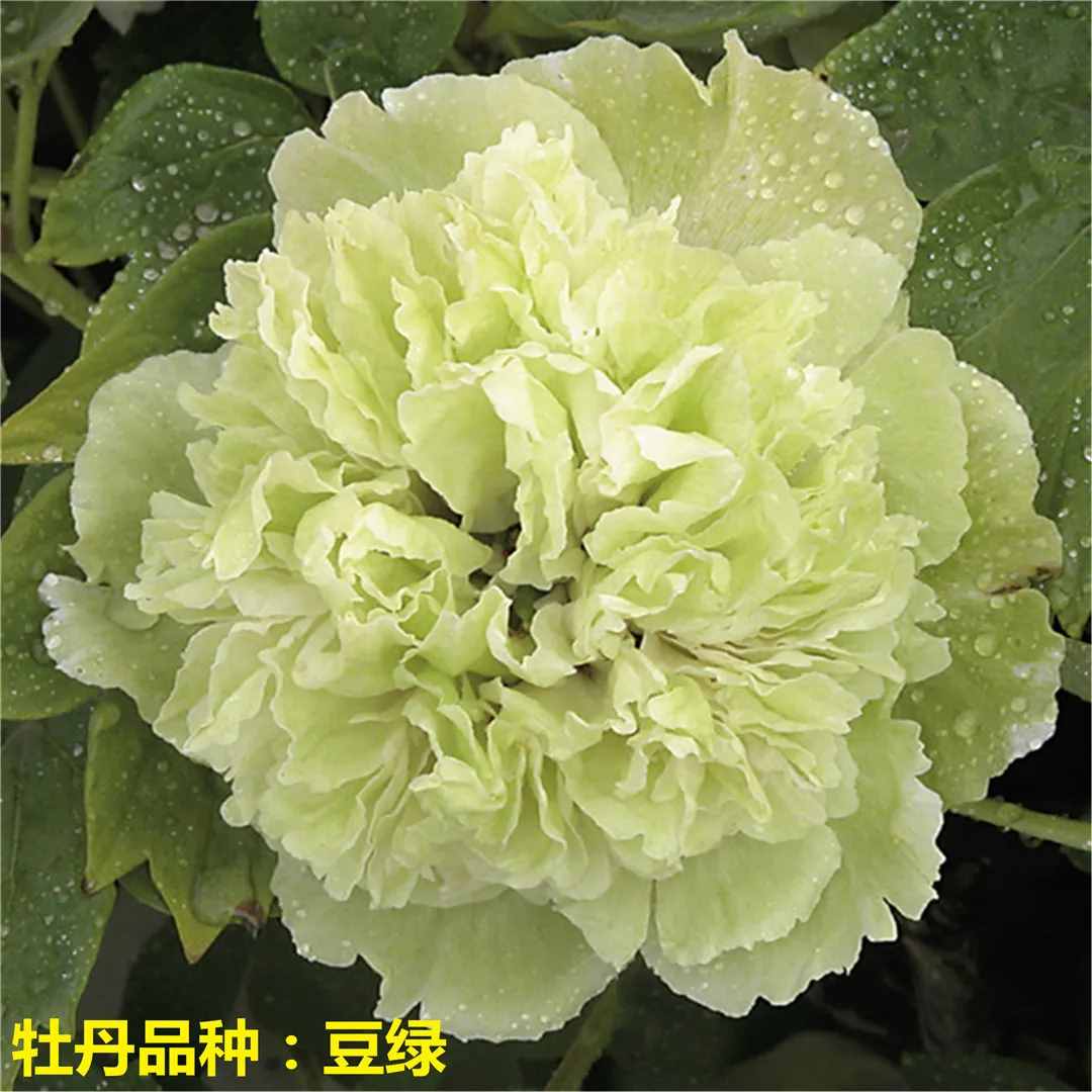 国色天香牡丹花，花中之王