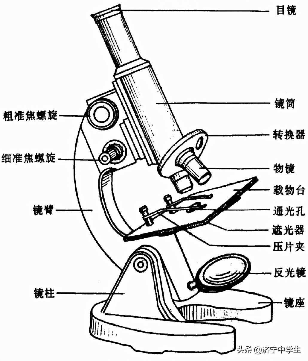 显微镜使用方法