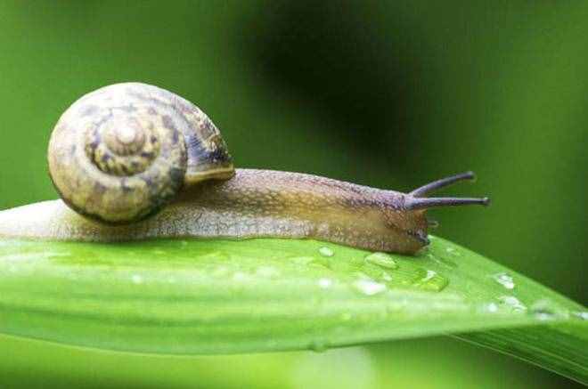 种植大豆，田间出现蜗牛不要急，使用这种药剂轻松解决