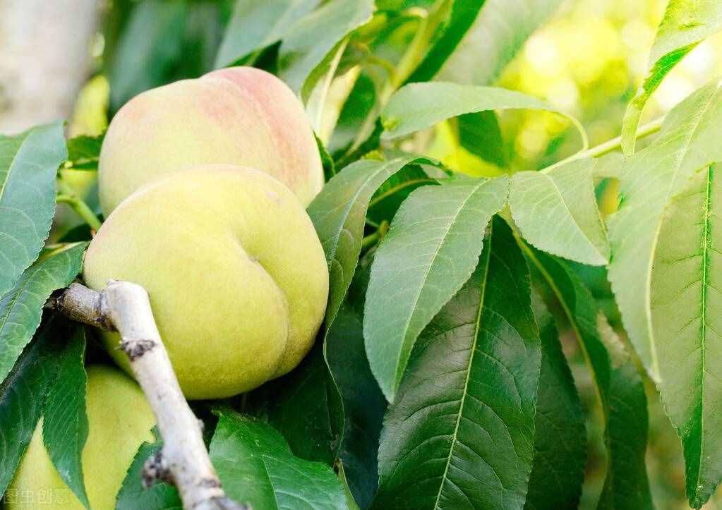 俗语：“桃三杏四梨五年，想吃白果需百年”，什么意思什么根据？
