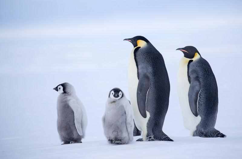 一夫一妻的企鹅到底是怎么认出自己的配偶的？认错了怎么办？