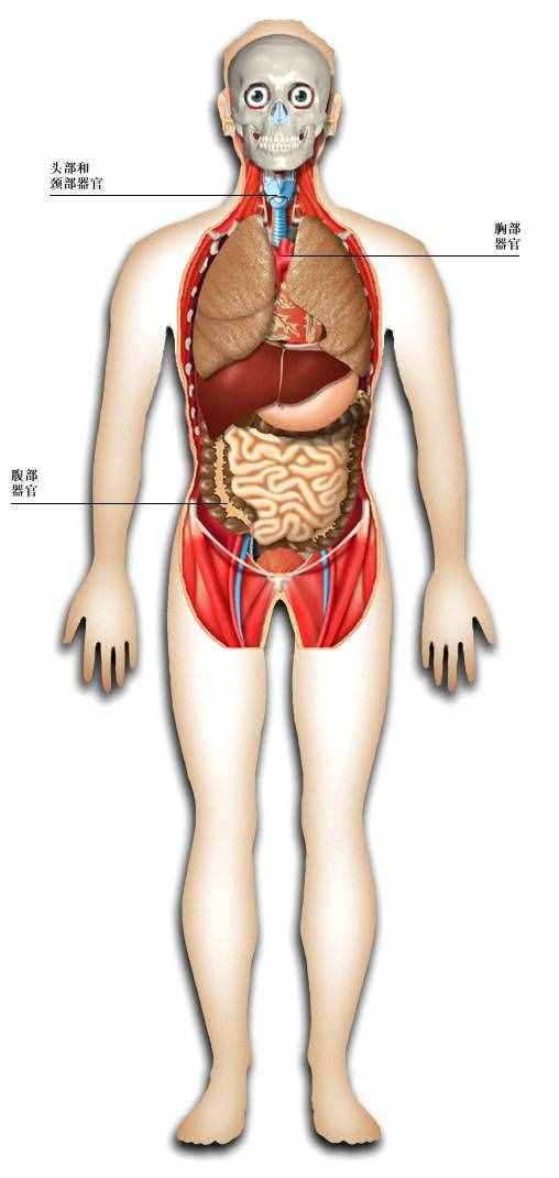 「转载」史上最全的人体（组织器官）全图