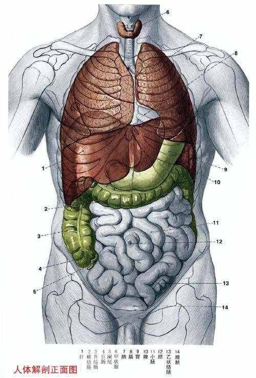「转载」史上最全的人体（组织器官）全图