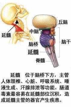 「转载」史上最全的人体（组织器官）全图