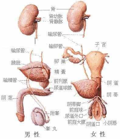 「转载」史上最全的人体（组织器官）全图