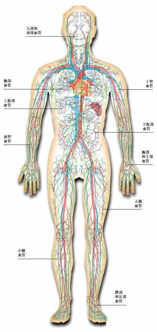 「转载」史上最全的人体（组织器官）全图