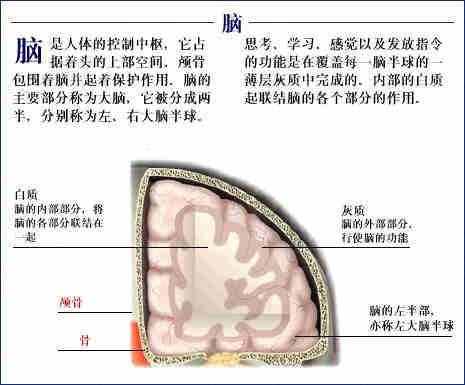 「转载」史上最全的人体（组织器官）全图