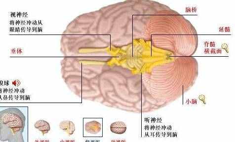 「转载」史上最全的人体（组织器官）全图