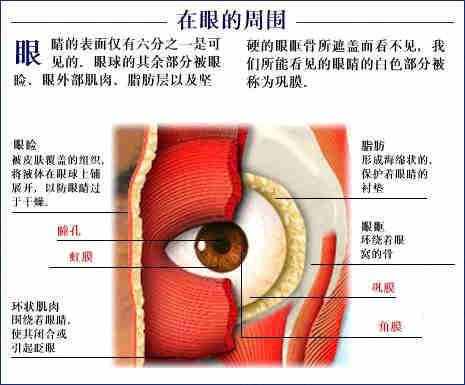 「转载」史上最全的人体（组织器官）全图