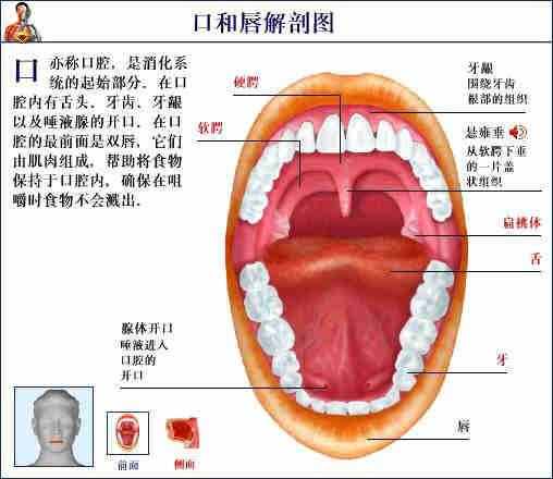 「转载」史上最全的人体（组织器官）全图