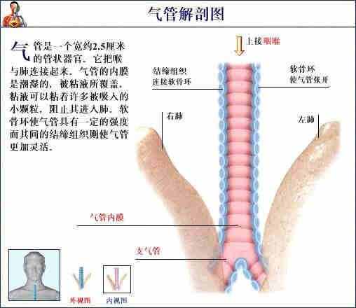 「转载」史上最全的人体（组织器官）全图