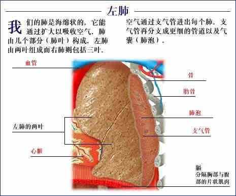 「转载」史上最全的人体（组织器官）全图