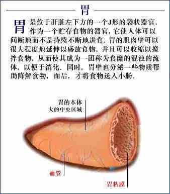 「转载」史上最全的人体（组织器官）全图