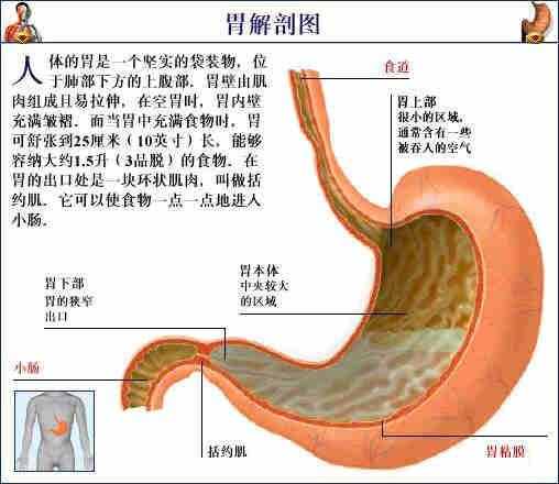 「转载」史上最全的人体（组织器官）全图