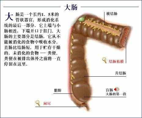 「转载」史上最全的人体（组织器官）全图