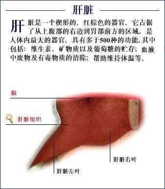 「转载」史上最全的人体（组织器官）全图