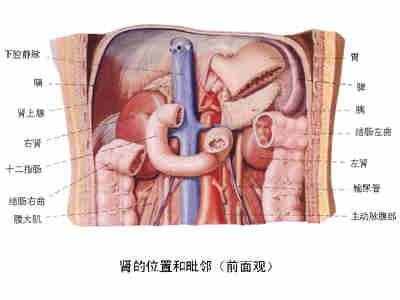 「转载」史上最全的人体（组织器官）全图