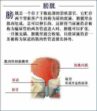 「转载」史上最全的人体（组织器官）全图