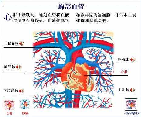 「转载」史上最全的人体（组织器官）全图