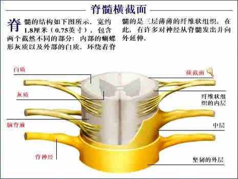 「转载」史上最全的人体（组织器官）全图