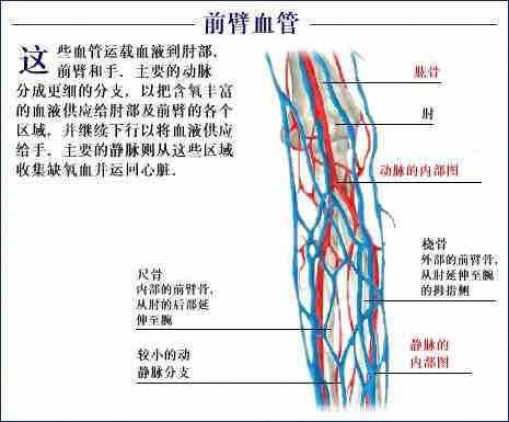 「转载」史上最全的人体（组织器官）全图