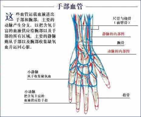 「转载」史上最全的人体（组织器官）全图