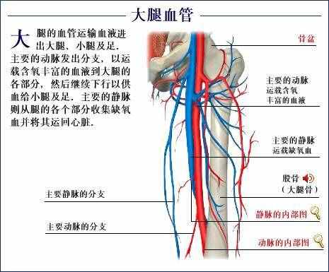 「转载」史上最全的人体（组织器官）全图