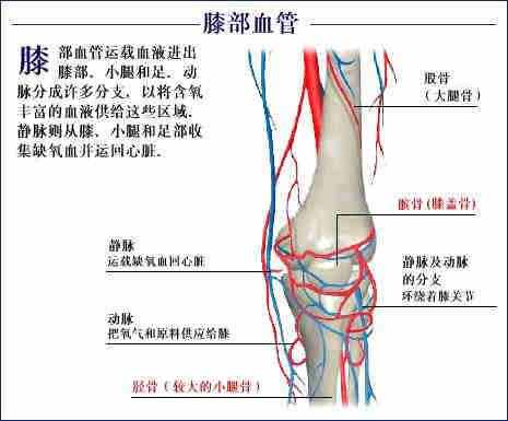 「转载」史上最全的人体（组织器官）全图